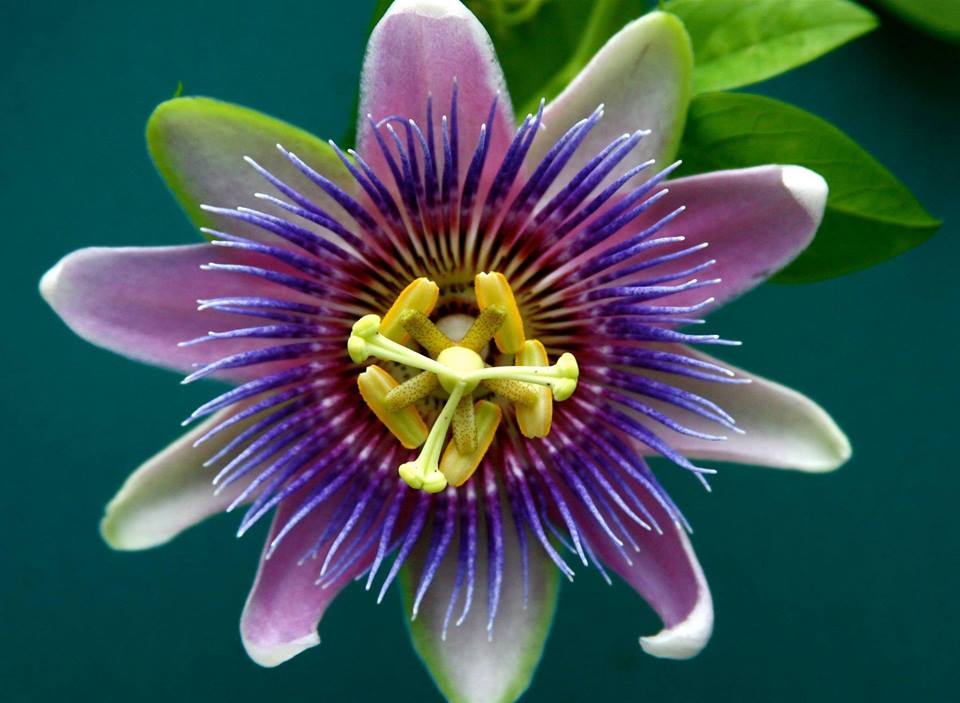 Namaste-Retreat-Namaste-Sacred-Healing-Dianne-Weisselberg